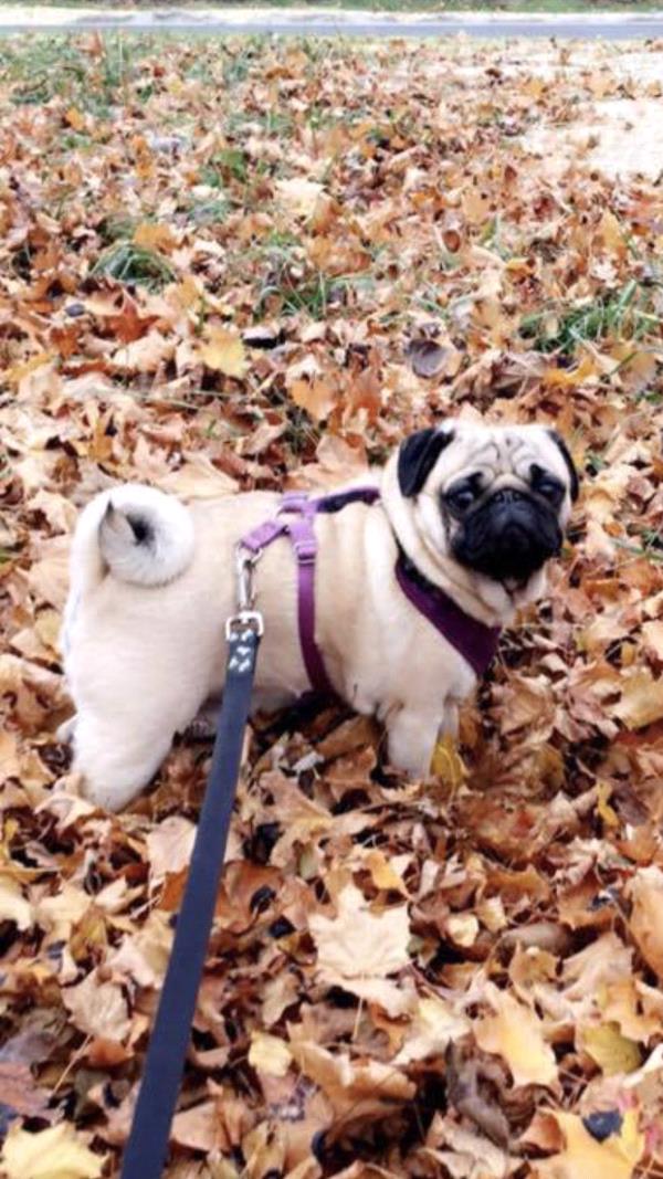 /Images/uploads/PUG NATION RESCUE OF LOS ANGELES/2019pugcalendar/entries/8341thumb.jpg